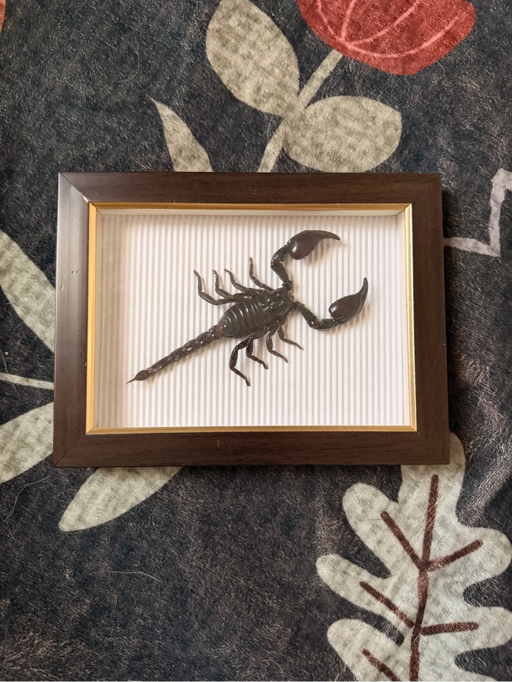 Framed Pinned Real Scorpion Wall Art - Dark Brown